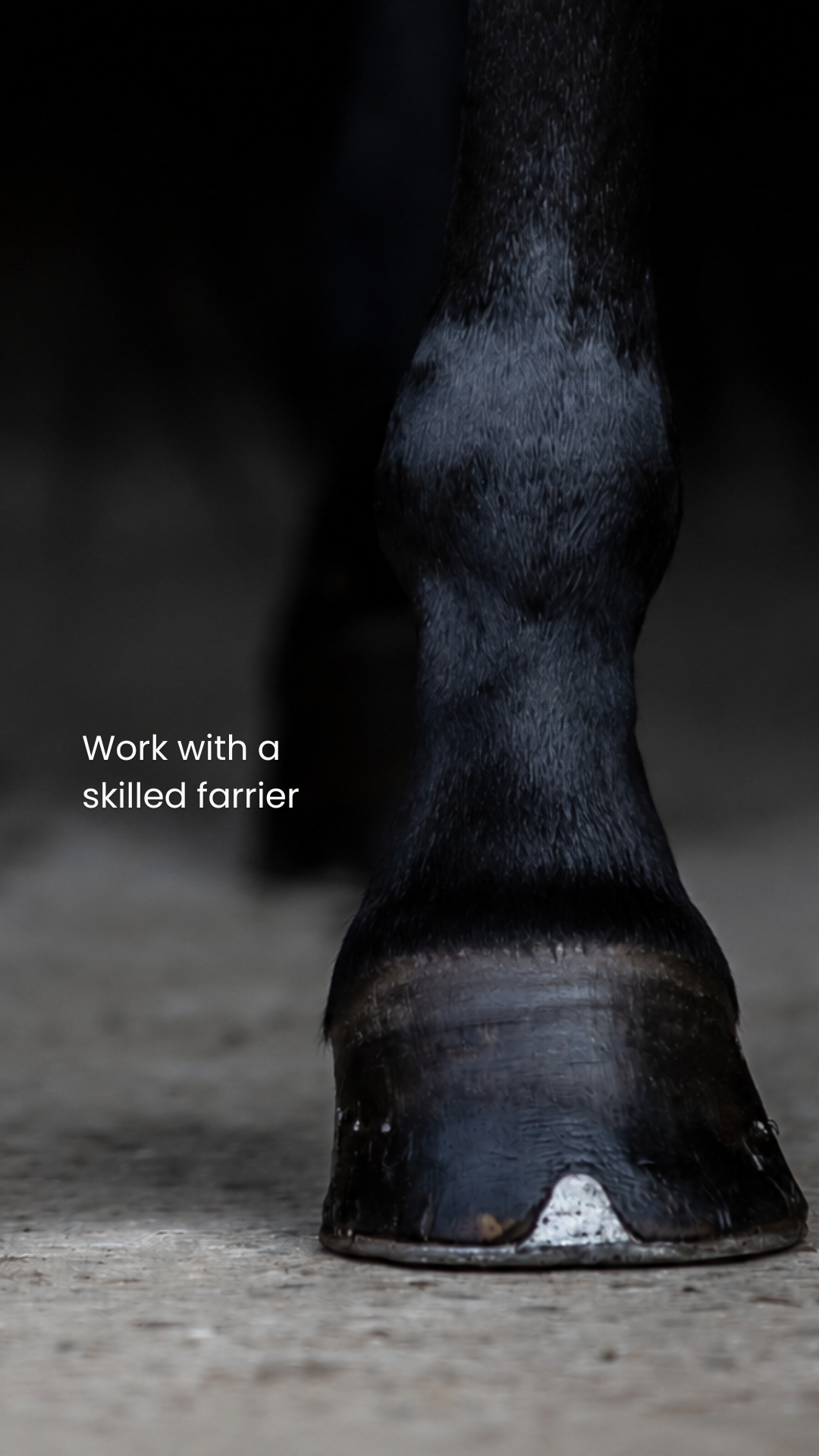 Work with a skilled farrier
