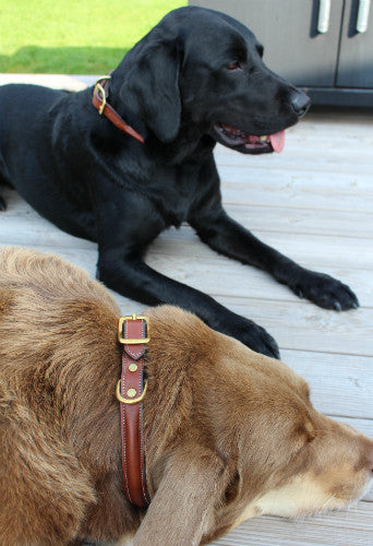 Dog Collar with space for a name plate in Havanna