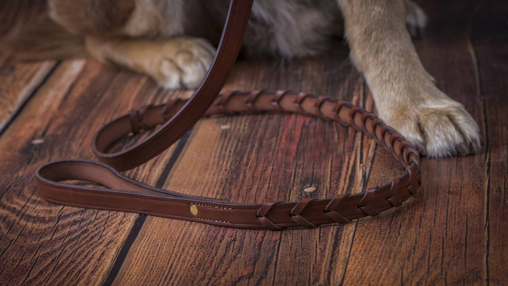 Laced Collar with a flat area for a name plate in Havanna