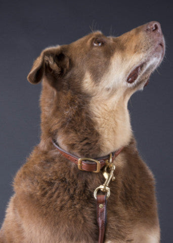 Rolled Dog Collar | Oakbark