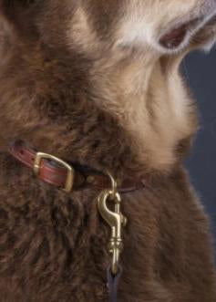 Laced Dog Collar | Oakbark