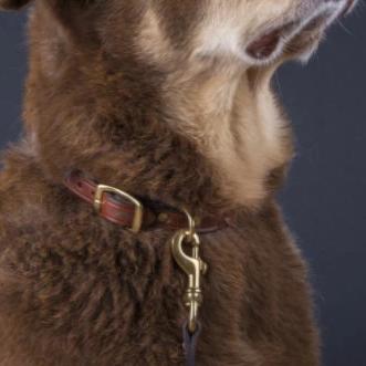 Laced Collar with a flat area for a name plate in Oakbark