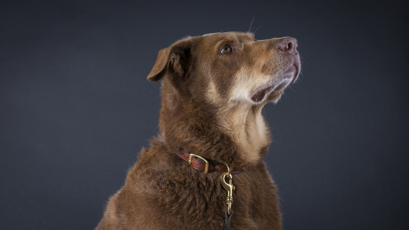 Laced Leather Leash in Oakbark