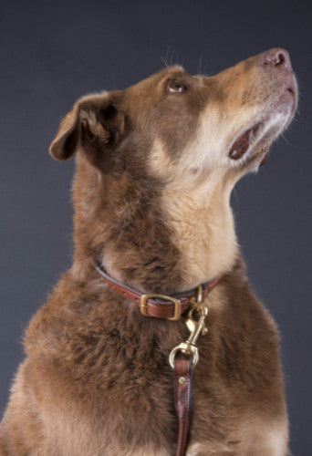 Rolled Dog Collar in Oakbark