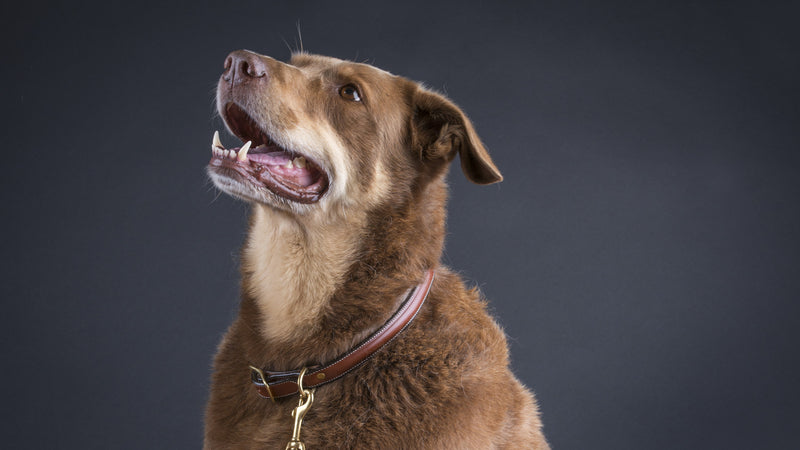 Flat leather leash in Oakbark