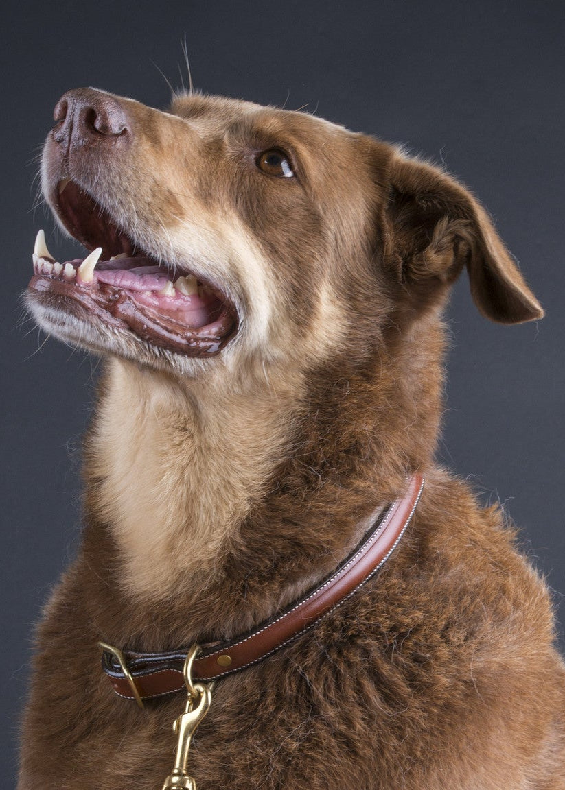 Dog Collar | Havanna