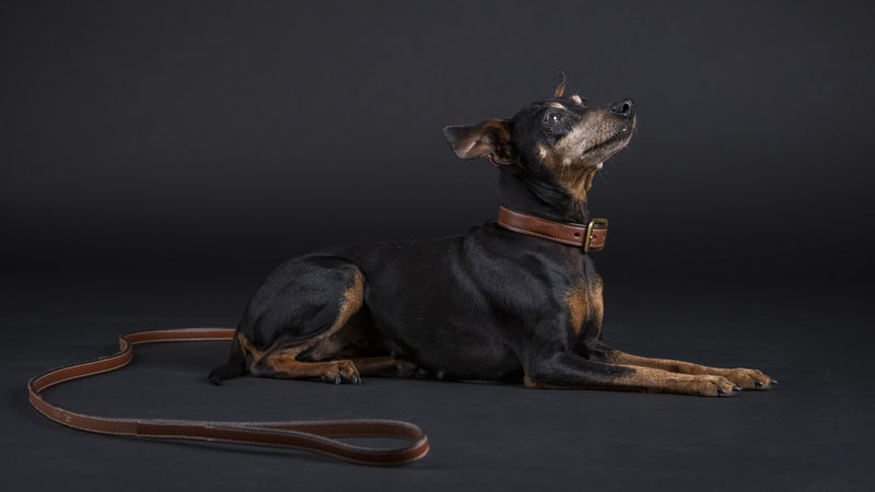 Flat leather leash in Havanna