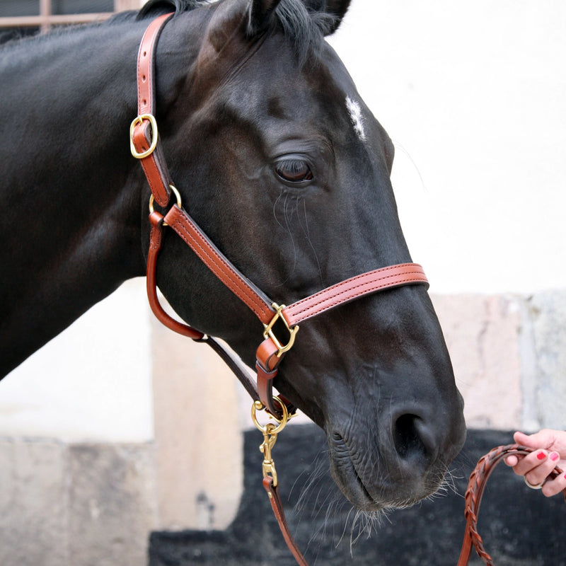 Triple Stitched Halter Oakbark