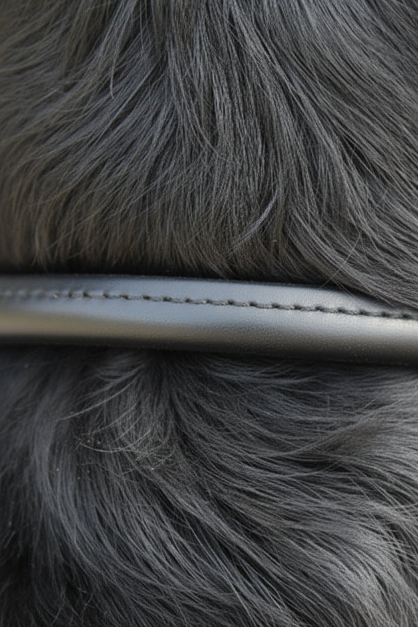 Rolled Dog Collar | Black